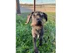 Adopt Romey a German Wirehaired Pointer, Mixed Breed