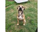 Adopt Kroonk a Black Mouth Cur