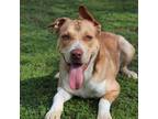 Adopt Zeus a Pit Bull Terrier