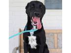 Adopt Trey a Labrador Retriever