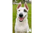 Adopt Grayson a Catahoula Leopard Dog, Australian Shepherd