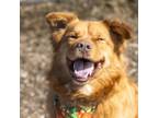 Adopt Fozzie a Mixed Breed
