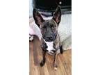 Adopt Frankie a Cattle Dog, Boxer