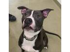 Adopt Gucci a Pit Bull Terrier