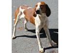 Adopt Willy a Coonhound