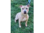 Adopt Pez a Pit Bull Terrier