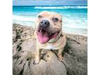 Adopt DA 1 Kong a Pit Bull Terrier