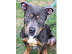 Adopt Ace a Pit Bull Terrier, Hound