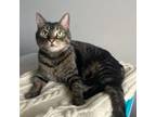 Adopt Blue a Domestic Short Hair, Tabby