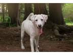 Adopt Coco a Retriever, Terrier