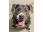Adopt REGGIE a Pit Bull Terrier, Mixed Breed