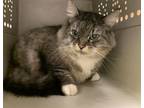 Adopt KITTY a Domestic Medium Hair