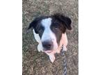 Adopt Leonard a Border Collie, Great Pyrenees