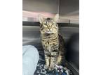 Adopt Joshua a Domestic Medium Hair, Domestic Short Hair