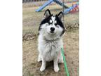 Adopt Gaston a Alaskan Malamute, Siberian Husky