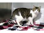 Adopt T C a Domestic Short Hair