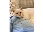 Adopt Johnny a Siamese