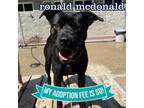 Adopt Ronald Mcdonald a Mixed Breed