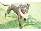 Adopt Papa a Pit Bull Terrier, Mixed Breed