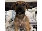 Adopt Diddy a German Wirehaired Pointer, Pit Bull Terrier