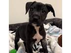 Adopt Dr Dre a German Wirehaired Pointer, Pit Bull Terrier