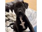 Adopt Flava Flav a German Wirehaired Pointer, Pit Bull Terrier