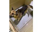 Adopt *Butler- Run 16 tag 5 a German Shepherd Dog