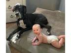 Adopt Maximus a Great Dane