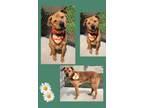 Adopt Buddy a Rhodesian Ridgeback