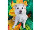 Adopt Jazzy Lil Jamison = BEST of SHOW !!! a Rat Terrier, Poodle