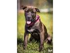 Adopt Blake a Labrador Retriever, Mixed Breed