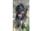 Adopt River a Old English Sheepdog, Labrador Retriever