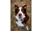 Adopt Wolfie a Australian Shepherd