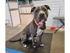 Adopt GIO-OLLIE a Pit Bull Terrier