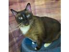 Adopt CAPTAIN a Snowshoe