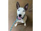 Adopt Zorro a Australian Cattle Dog / Blue Heeler, Pit Bull Terrier