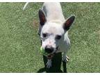 Adopt BLU a American Staffordshire Terrier, Mixed Breed