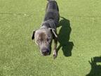 Adopt BROOKS a American Staffordshire Terrier, Mixed Breed