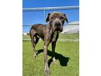 Adopt BROOKS a American Staffordshire Terrier, Mixed Breed