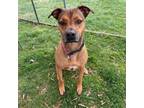 Adopt Gamble a Mixed Breed