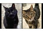 Adopt Zeus & Xenia a Domestic Short Hair