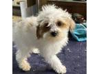 Adopt Ruffles a Cavalier King Charles Spaniel, Poodle