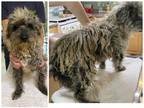 Adopt Rosco (STRAY -NOT YET AVAILABLE) a Schnauzer, Poodle