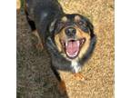 Adopt Zeke a Australian Shepherd