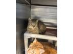 Adopt Ferb a Domestic Short Hair