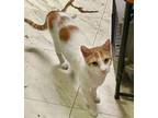 Adopt Bingo a Domestic Short Hair, American Shorthair