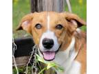 Adopt Davy a Harrier, Australian Shepherd