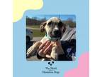 Adopt Joey a Shepherd, Labrador Retriever