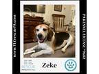 Adopt Zeke 022824 a Beagle
