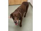 Adopt Atticus a Chocolate Labrador Retriever